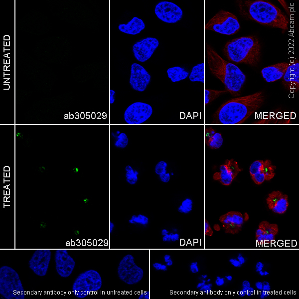 Immunocytochemistry/ Immunofluorescence - Anti-LATS1/WARTS (phospho T1079) + LATS2 (phospho T1041) antibody [EPR27261-8] (AB305029)
