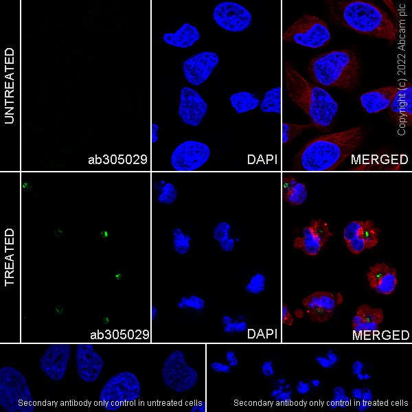 Immunocytochemistry/ Immunofluorescence - Anti-LATS1/WARTS (phospho T1079) + LATS2 (phospho T1041) antibody [EPR27261-8] (AB305029)