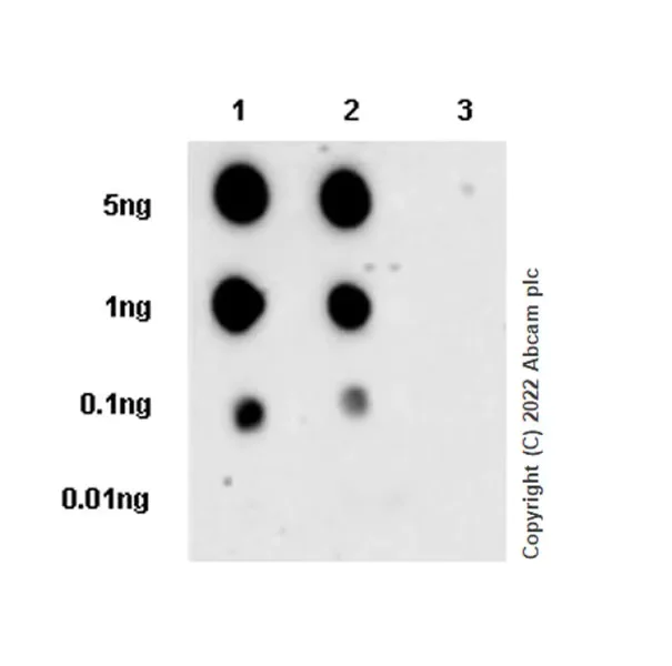 Dot Blot - Anti-LATS1/WARTS (phospho T1079) + LATS2 (phospho T1041) antibody [EPR27261-8] - BSA and Azide free (AB305030)