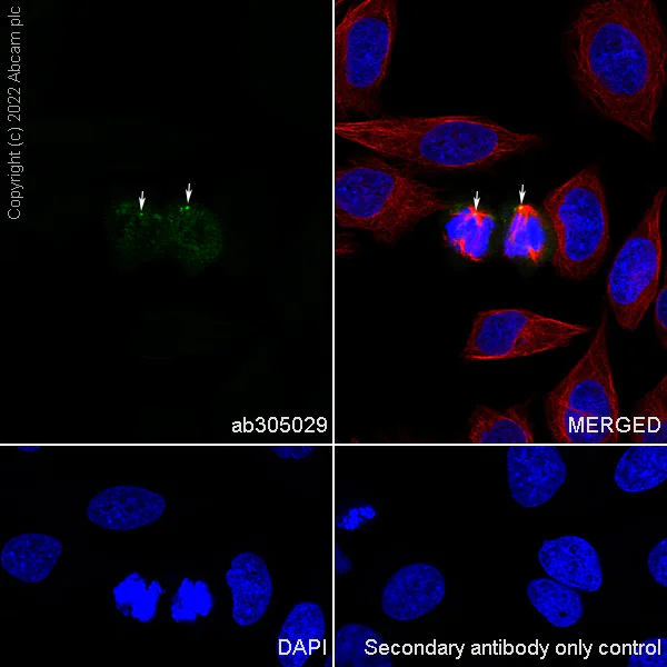 Immunocytochemistry/ Immunofluorescence - Anti-LATS1/WARTS (phospho T1079) + LATS2 (phospho T1041) antibody [EPR27261-8] - BSA and Azide free (AB305030)