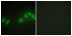 Immunocytochemistry/ Immunofluorescence - Anti-LATS2 antibody (AB111054)