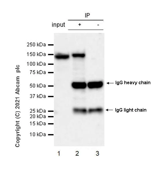Immunoprecipitation - Anti-LATS2 antibody [EPR23126-488] - BSA and Azide free (AB280363)