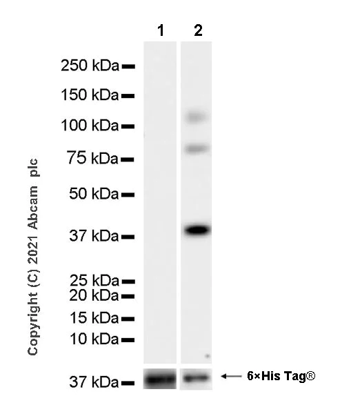 Western blot - Anti-LATS2 antibody [EPR23126-488] - BSA and Azide free (AB280363)