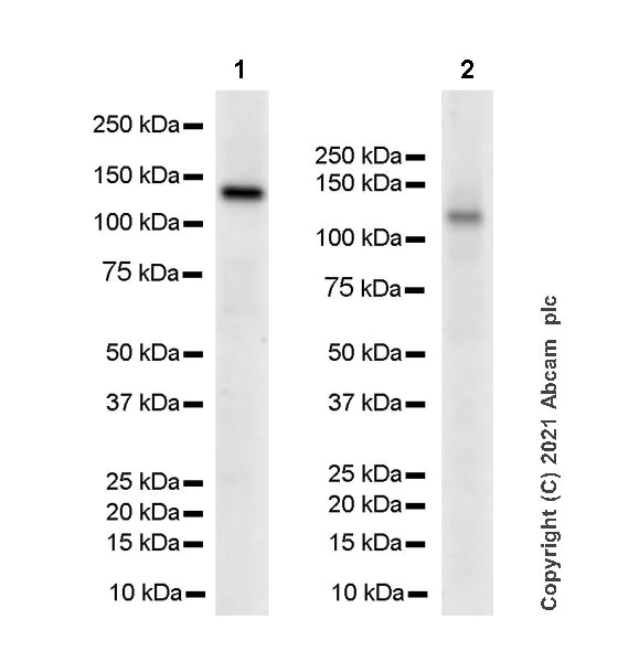 Western blot - Anti-LATS2 antibody [EPR23126-488] - BSA and Azide free (AB280363)