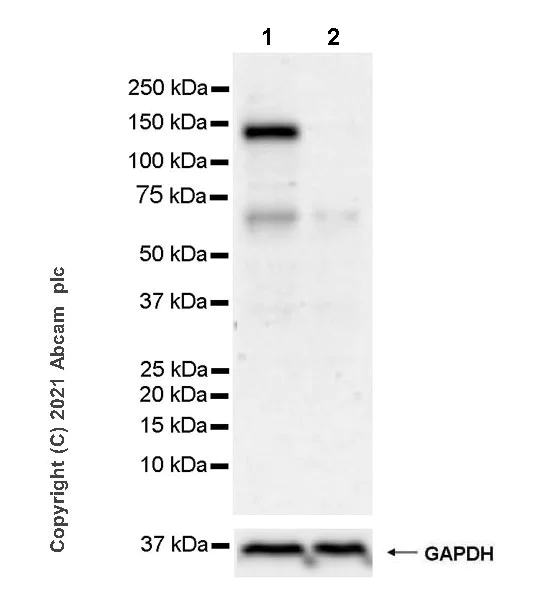Western blot - Anti-LATS2 antibody [EPR23126-488] - BSA and Azide free (AB280363)
