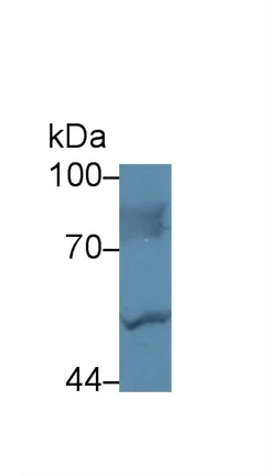 Western blot - Anti-LBP antibody (AB231182)