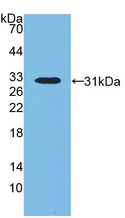 Western blot - Anti-LBP antibody (AB231182)