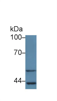 Western blot - Anti-LBP antibody (AB231182)