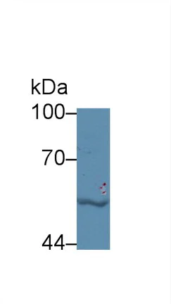 Western blot - Anti-LBP antibody (AB231182)