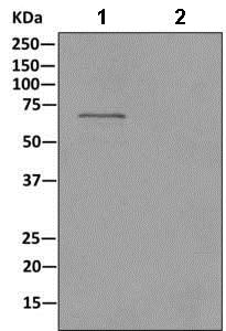Immunoprecipitation - Anti-LBP antibody [EPR10865] (AB169776)