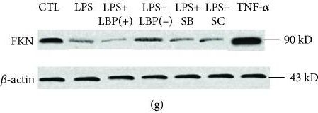 Western blot - Anti-LBP antibody [EPR10865] (AB169776)