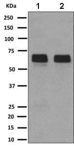 Western blot - Anti-LBP antibody [EPR10865] (AB169776)