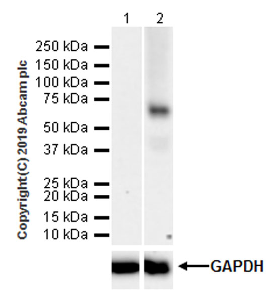 Western blot - Anti-LBP antibody [EPR22559-261] (AB254559), expandable thumbnail
