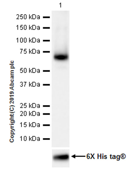 Western blot - Anti-LBP antibody [EPR22559-261] (AB254559), expandable thumbnail