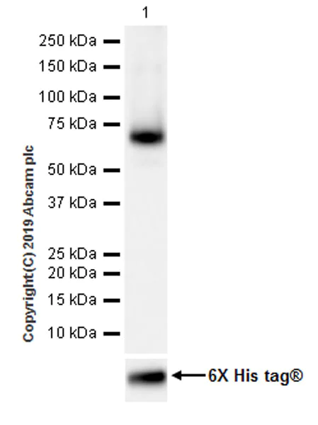 Western blot - Anti-LBP antibody [EPR22559-261] (AB254559)