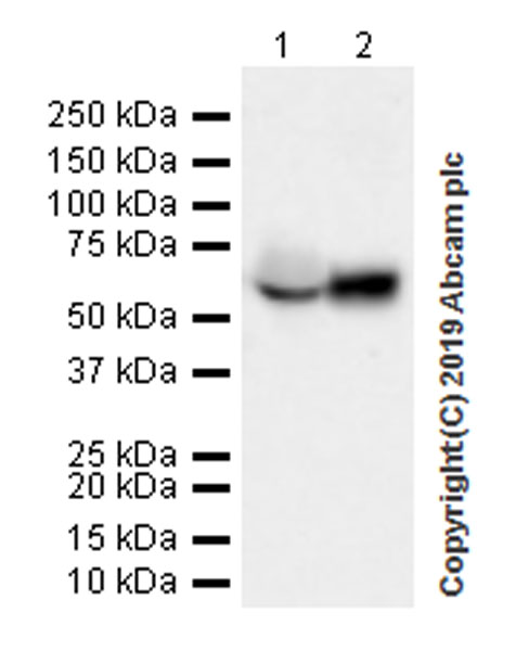 Western blot - Anti-LBP antibody [EPR22559-261] (AB254559), expandable thumbnail