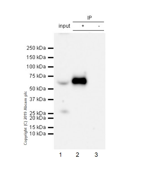 Immunoprecipitation - Anti-LBP antibody [EPR22559-261] - BSA and Azide free (AB255688)