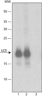 Western blot - Anti-LC3A/B antibody (AB62721)