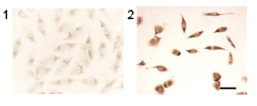 Immunohistochemistry (Frozen sections) - Anti-LC3B antibody (AB51520)