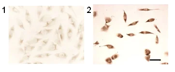 Immunohistochemistry (Frozen sections) - Anti-LC3B antibody (AB51520)