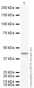 Western blot - Anti-LC3B antibody (AB63817)
