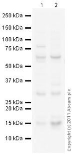 Western blot - Anti-LC3B antibody (ab63817), expandable thumbnail