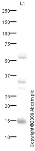 Western blot - Anti-LC3B antibody (AB63817), expandable thumbnail