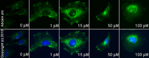 Immunocytochemistry/ Immunofluorescence - Anti-LC3B antibody - Autophagosome Marker (ab48394), expandable thumbnail