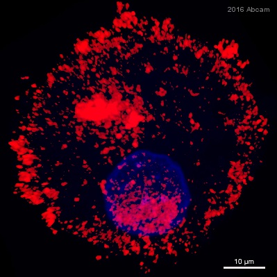 Immunocytochemistry/ Immunofluorescence - Anti-LC3B antibody - Autophagosome Marker (ab48394), expandable thumbnail