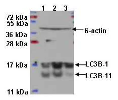 Western blot - Anti-LC3B antibody - Autophagosome Marker (AB48394)