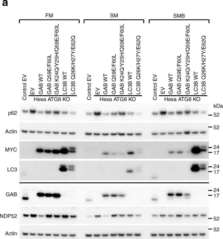 Western blot - Anti-LC3B antibody - Autophagosome Marker (AB48394)