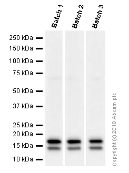 Western blot - Anti-LC3B antibody [EPR18709] - Autophagosome Marker (AB192890)