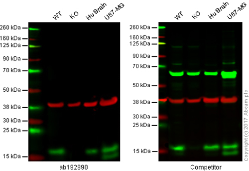 Western blot - Anti-LC3B antibody [EPR18709] - Autophagosome Marker (AB192890), expandable thumbnail
