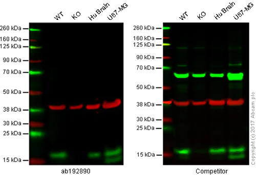 Western blot - Anti-LC3B antibody [EPR18709] - Autophagosome Marker (AB192890)