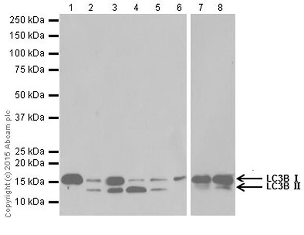 Western blot - Anti-LC3B antibody [EPR18709] - Autophagosome Marker (ab192890), expandable thumbnail