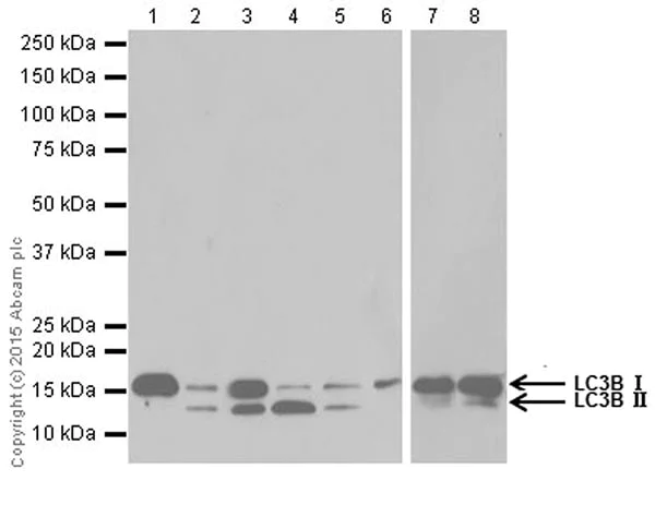 Western blot - Anti-LC3B antibody [EPR18709] - Autophagosome Marker (AB192890)