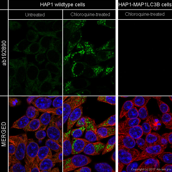 Immunocytochemistry/ Immunofluorescence - Anti-LC3B antibody [EPR18709] - BSA and Azide free (AB221794), expandable thumbnail