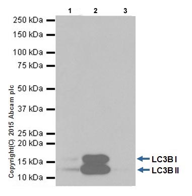 Immunoprecipitation - Anti-LC3B antibody [EPR18709] - BSA and Azide free (AB221794), expandable thumbnail