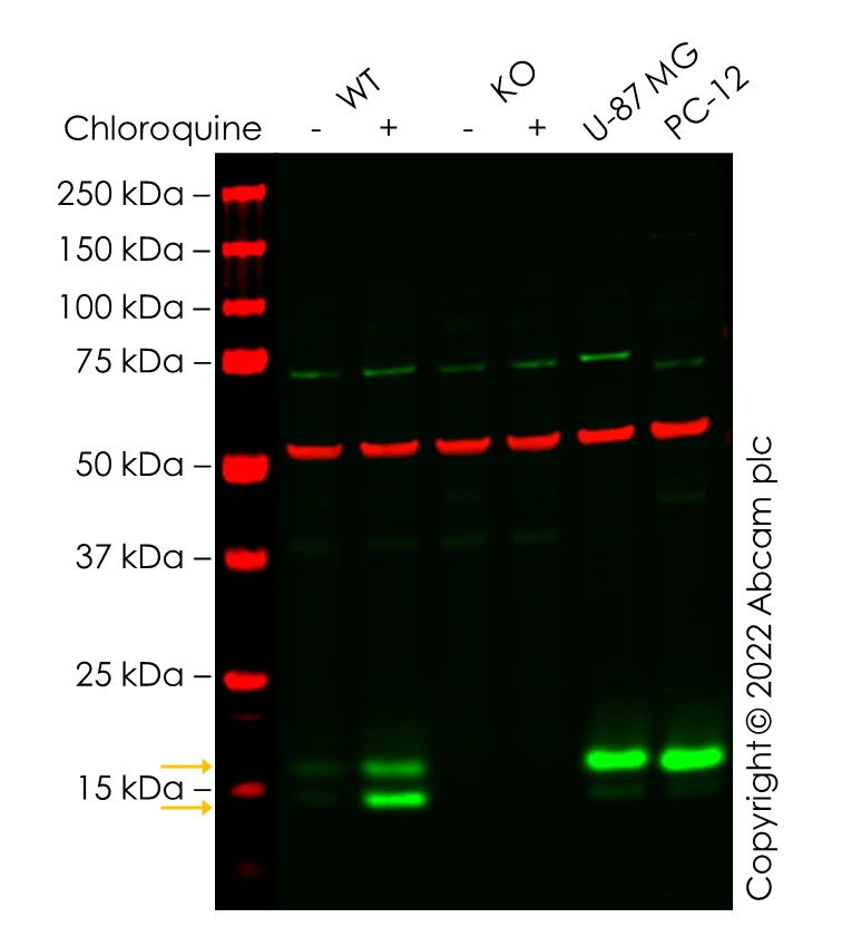 Western blot - Anti-LC3B antibody [EPR18709] - BSA and Azide free (AB221794)