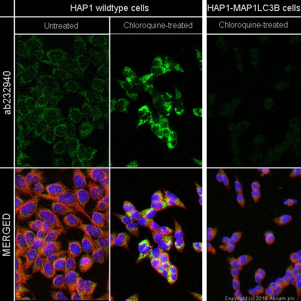 Immunocytochemistry/ Immunofluorescence - Anti-LC3B antibody [EPR21234] - BSA and Azide free (AB326581)