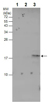 Western blot - Anti-LC3B antibody [GT3612] (AB243506)