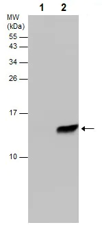 Western blot - Anti-LC3B antibody [GT3612] (AB243506)