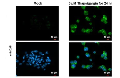 Immunocytochemistry/ Immunofluorescence - Anti-LC3B antibody - N-terminal (AB229327)