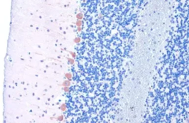 Immunohistochemistry (Formalin/PFA-fixed paraffin-embedded sections) - Anti-LC3B antibody - N-terminal (AB229327)