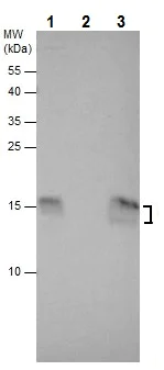 Immunoprecipitation - Anti-LC3B antibody - N-terminal (AB229327)