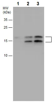 Western blot - Anti-LC3B antibody - N-terminal (AB229327)