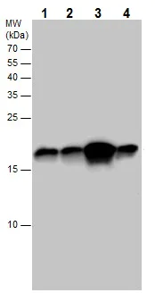 Western blot - Anti-LC3B antibody - N-terminal (AB229327)