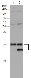 Western blot - Anti-LC3B antibody - N-terminal (AB229327)