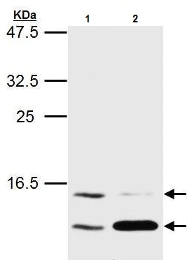 Western blot - Anti-LC3B antibody - N-terminal (AB229327)