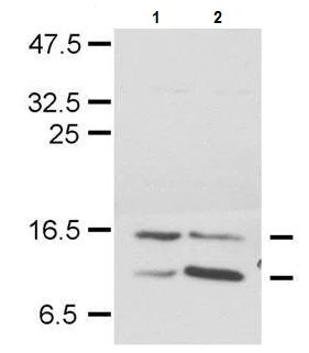 Western blot - Anti-LC3B antibody - N-terminal (AB229327)